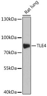 TLE4 Polyclonal Antibody