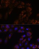 TMED3 Polyclonal Antibody