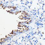TMED3 Antibody in Immunohistochemistry (Paraffin) (IHC (P))