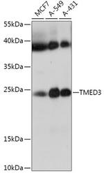 TMED3 Antibody in Western Blot (WB)
