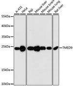 TMED9 Polyclonal Antibody