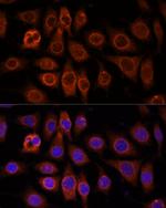TMEM11 Antibody in Immunocytochemistry (ICC/IF)