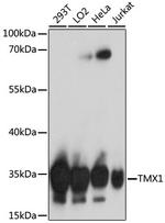 TMX Polyclonal Antibody