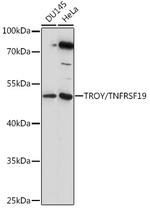 TNFRSF19 Polyclonal Antibody