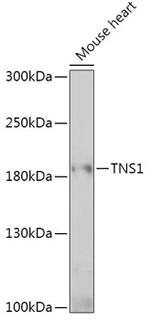 Tensin 1 Polyclonal Antibody