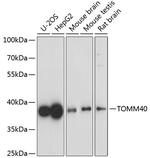TOMM40 Antibody in Western Blot (WB)