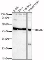 TRIM17 Polyclonal Antibody