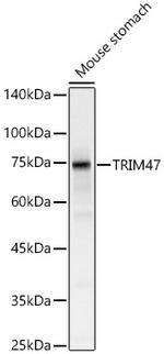 TRIM47 Antibody in Western Blot (WB)