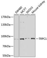 TRPC1 Polyclonal Antibody