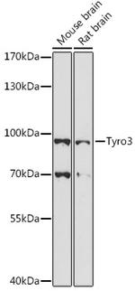 TYRO3 Polyclonal Antibody