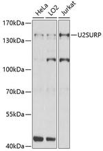 SR140 Antibody in Western Blot (WB)