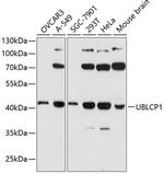 UBLCP1 Antibody in Western Blot (WB)