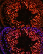 UBQLN3 Antibody in Immunohistochemistry (Paraffin) (IHC (P))