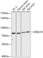 UBQLN3 Antibody in Western Blot (WB)