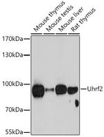UHRF2 Polyclonal Antibody