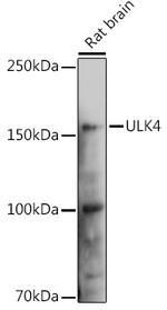 ULK4 Antibody in Western Blot (WB)