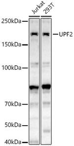 UPF2 Antibody in Western Blot (WB)
