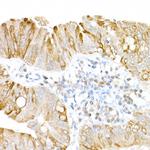 USP18 Antibody in Immunohistochemistry (Paraffin) (IHC (P))
