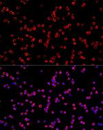 USP21 Polyclonal Antibody