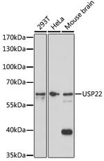 USP22 Polyclonal Antibody