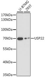 USP22 Polyclonal Antibody