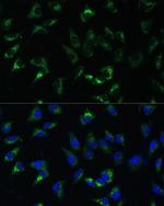 USP46 Polyclonal Antibody