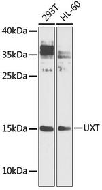 UXT Polyclonal Antibody