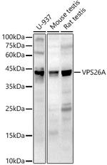 VPS26A Antibody in Western Blot (WB)