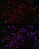 VPS4A Polyclonal Antibody