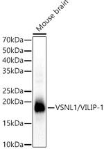 VSNL1 Antibody in Western Blot (WB)