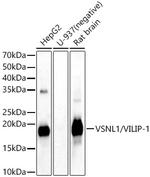 VSNL1 Antibody in Western Blot (WB)