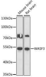 WASF3 Polyclonal Antibody
