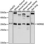 WDR82 Polyclonal Antibody