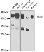 WIPI1 Polyclonal Antibody