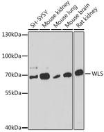 GPR177 Polyclonal Antibody