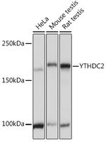 YTHDC2 Polyclonal Antibody
