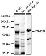 YTHDF1 Polyclonal Antibody