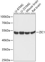 ZIC1 Polyclonal Antibody