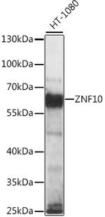 ZNF10 Polyclonal Antibody