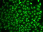 ZNF346 Antibody in Immunocytochemistry (ICC/IF)