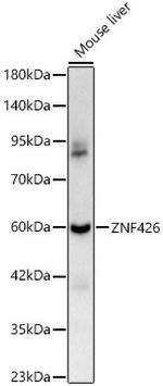 ZNF426 Polyclonal Antibody