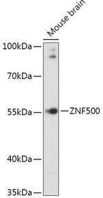 ZNF500 Polyclonal Antibody