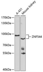 ZNF544 Polyclonal Antibody
