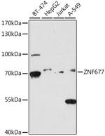 ZNF677 Polyclonal Antibody
