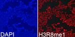 H3R8me1 Polyclonal Antibody