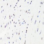 H3R8me1 Antibody in Immunohistochemistry (Paraffin) (IHC (P))