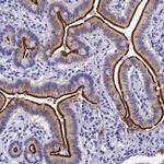 ACE2 Antibody in Immunohistochemistry (Paraffin) (IHC (P))