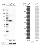 Cytokeratin 17 Antibody in Western Blot (WB)
