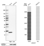 Galectin 1 Antibody in Western Blot (WB)
