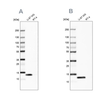 Galectin 1 Antibody in Western Blot (WB)